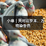 小寒｜天时迎岁末，万物染冬色（图4）