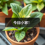 今日小寒！（图4）