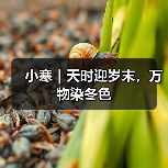 小寒｜天时迎岁末，万物染冬色（图1）