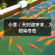 小寒｜天时迎岁末，万物染冬色（图3）