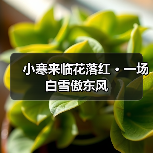 小寒来临花落红 · 一场白雪傲东风（图4）