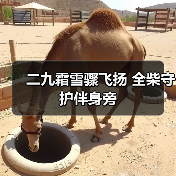 二九霜雪骤飞扬 全柴守护伴身旁（图4）