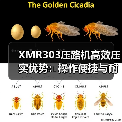 XMR303压路机高效压实优势：操作便捷与耐用性解析（图4）